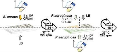 Surfaceome and Exoproteome Dynamics in Dual-Species Pseudomonas aeruginosa and Staphylococcus aureus Biofilms